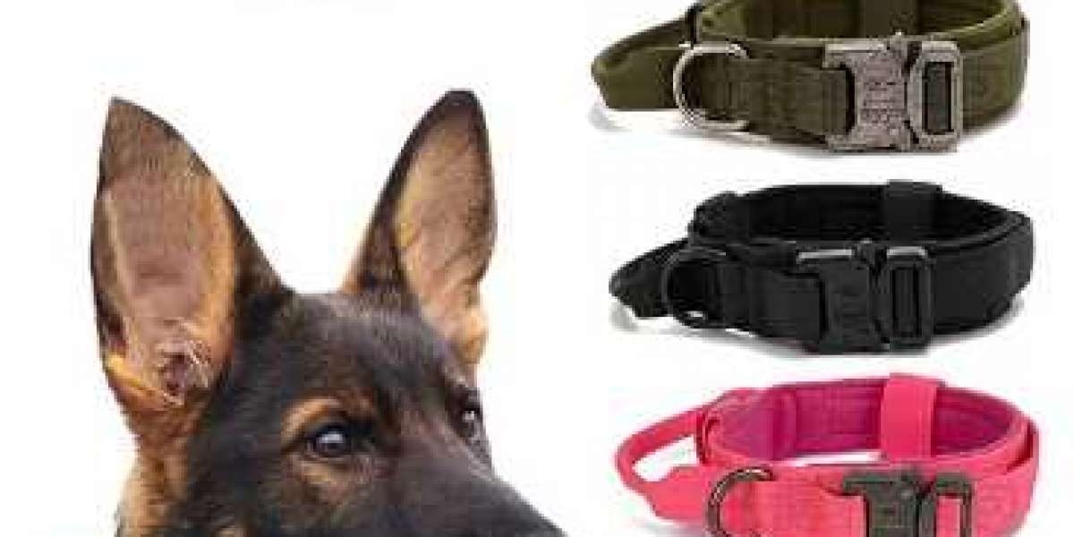 Cat Collar vs. Dog Collar: Differences and Features at a Glance