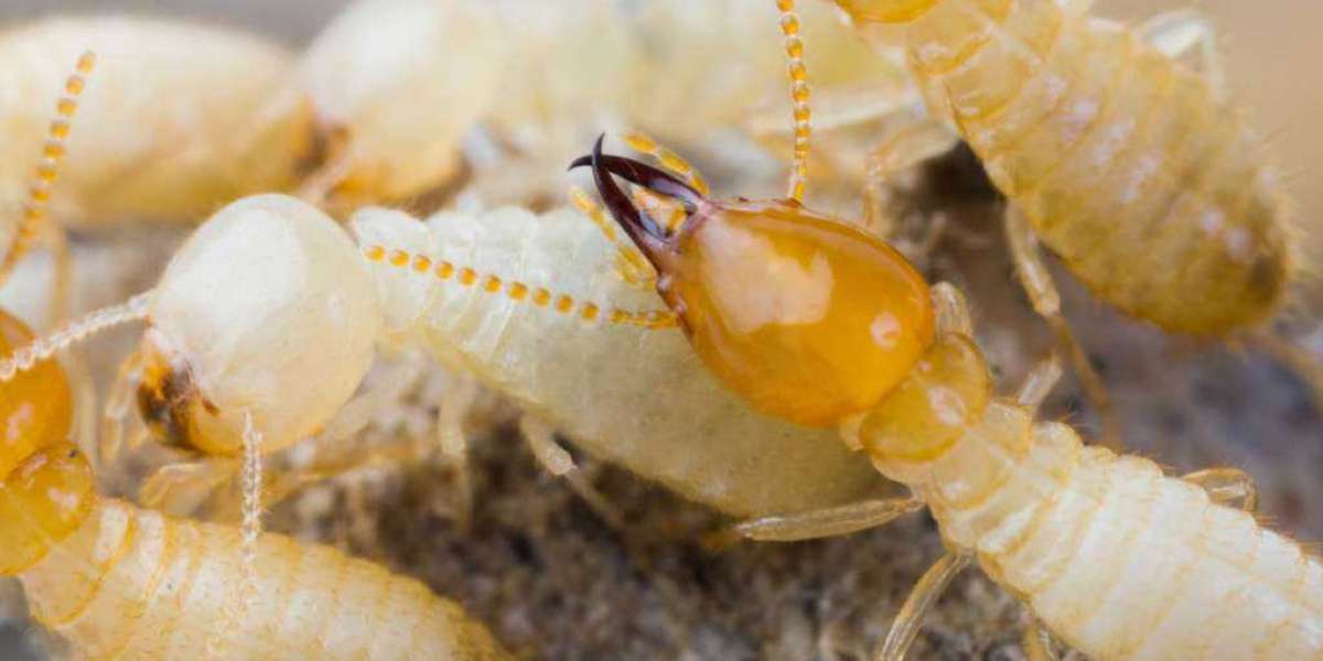 Types of termites found in Australia