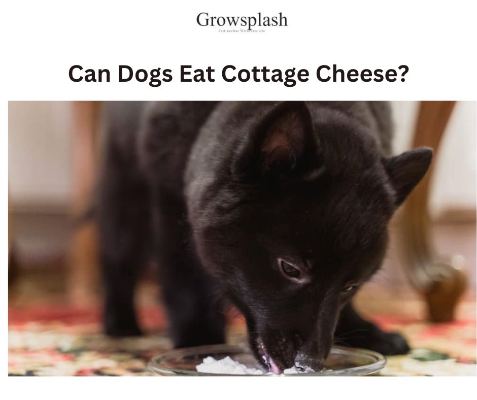 Delicious and Nutritious: Can Dogs Eat Cottage Cheese?