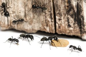 Ant Pest Control Mitcham, Ant Removal Mitcham, Pest Control near me