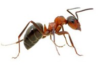 Ant Pest Control Knoxfield, Ant Removal Knoxfield, Pest Control Near me