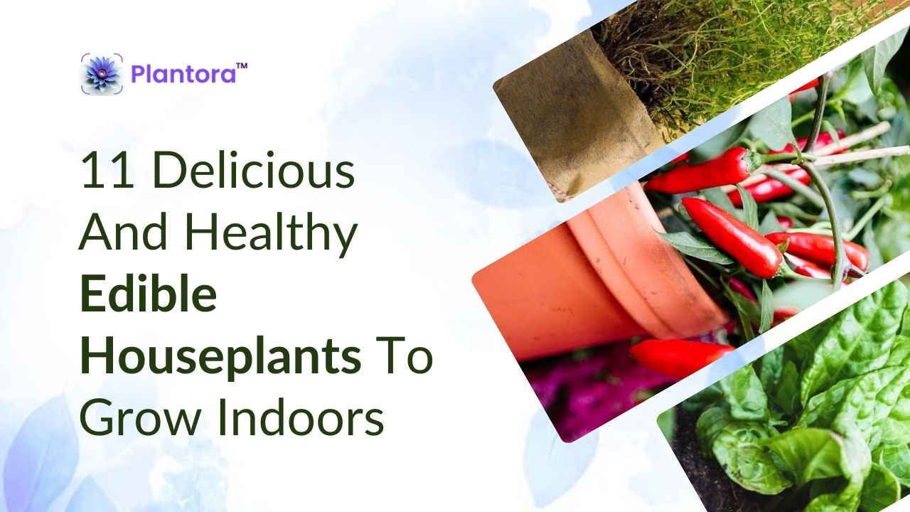 11 Delicious And Healthy Edible Houseplants To Grow Indoors - Plantora
