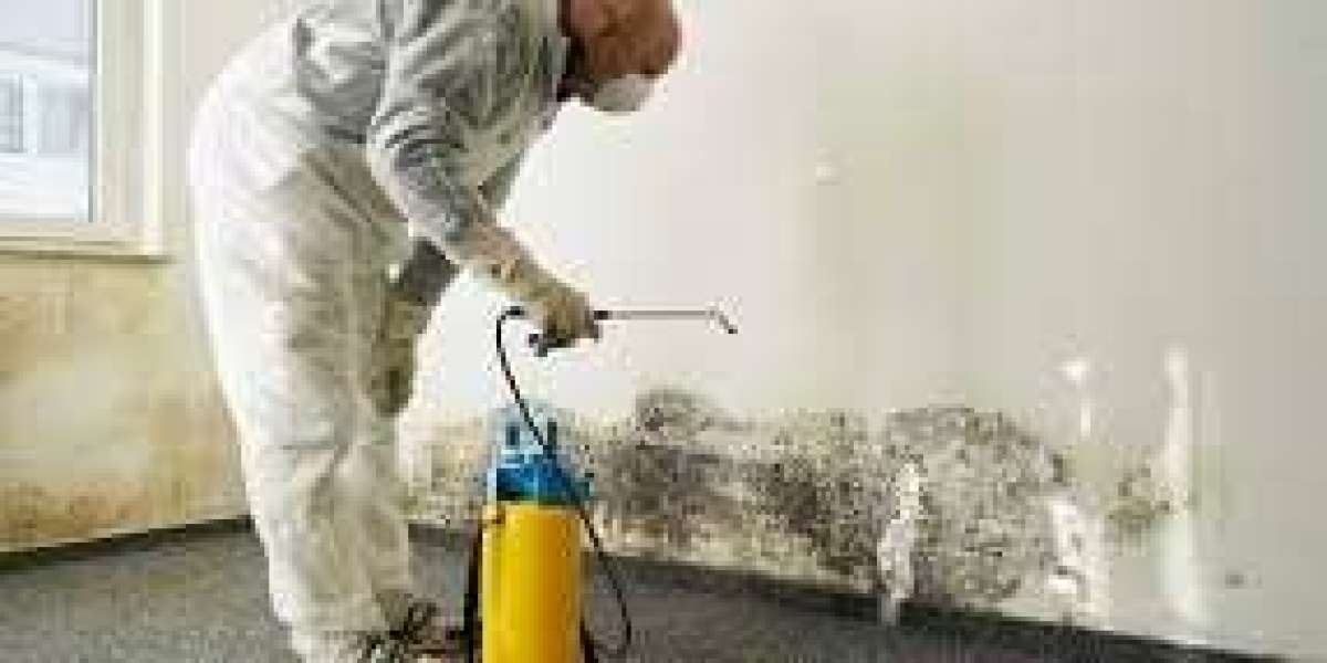 How to Deal with Mold in Your Home Before It Becomes a Serious Problem