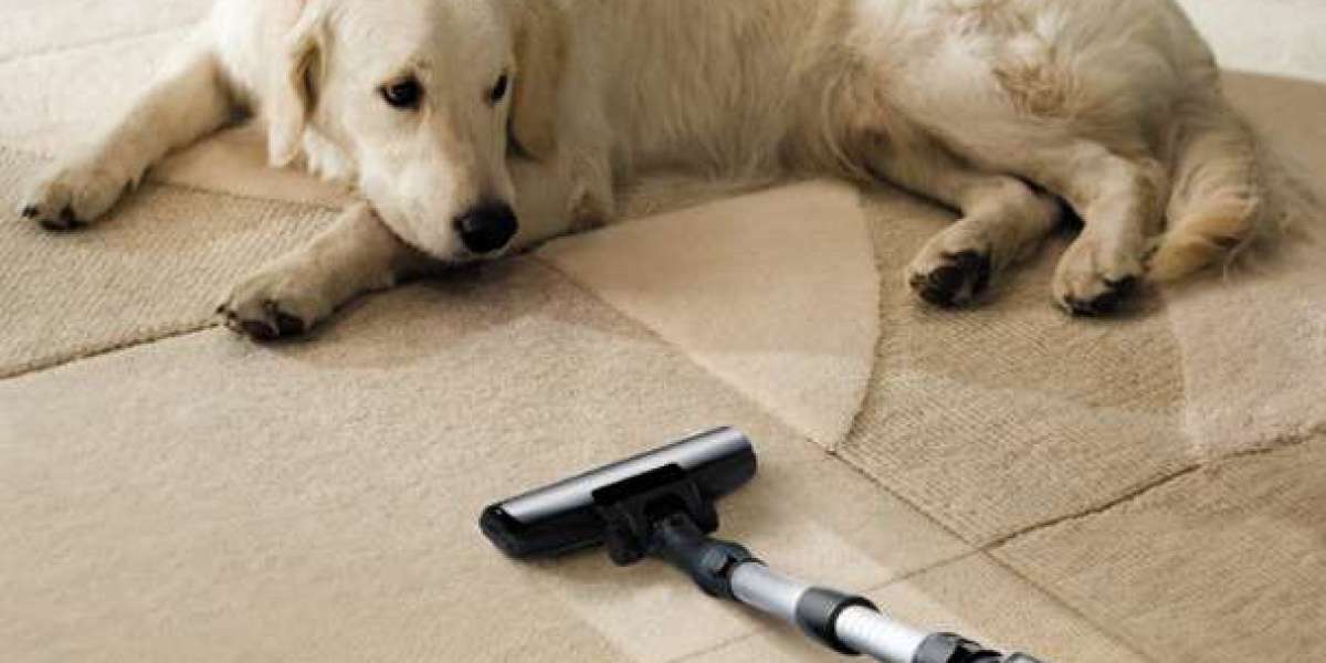 Pet Stain Odor Removal Near Me