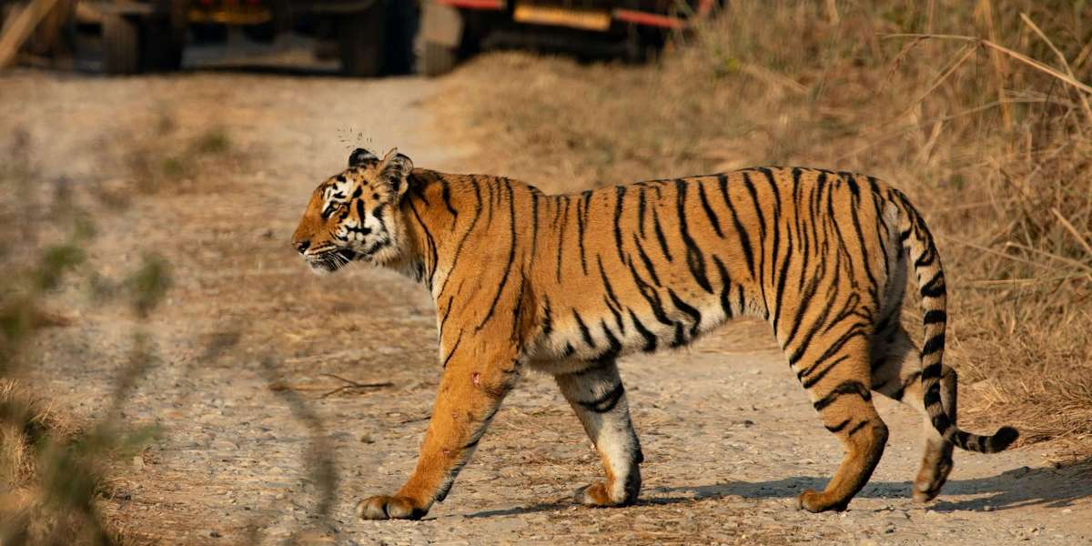 Delhi to Jim Corbett Cab