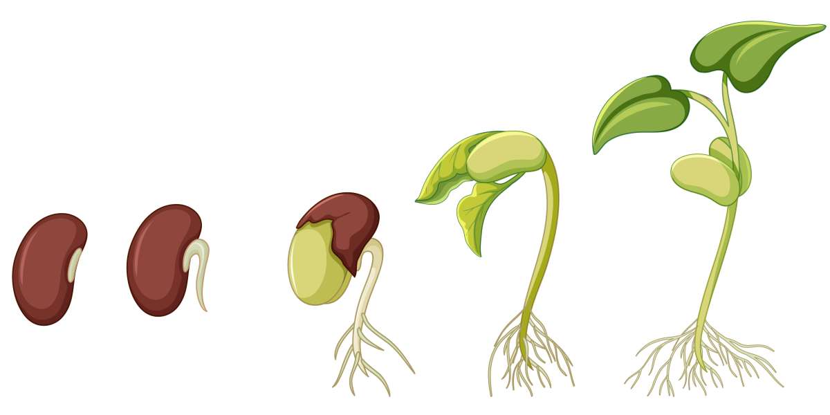 XX Easy-to-Grow Plants from Seeds for Beginners