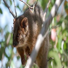 Possum Removal Hastings, Possum Pest Control Hastings