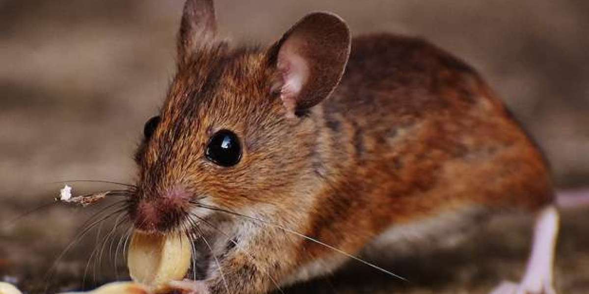 What steps should I take after rat removal to prevent future infestations in my Houston home?