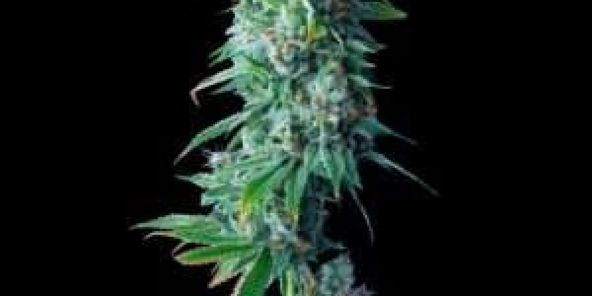 Wondering Where to Buy Cannabis Seeds? Start with The Clone Conservatory