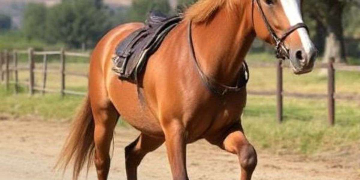 Trusted and Affordable Horse Transport in California