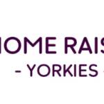 Home Raised Yorkies