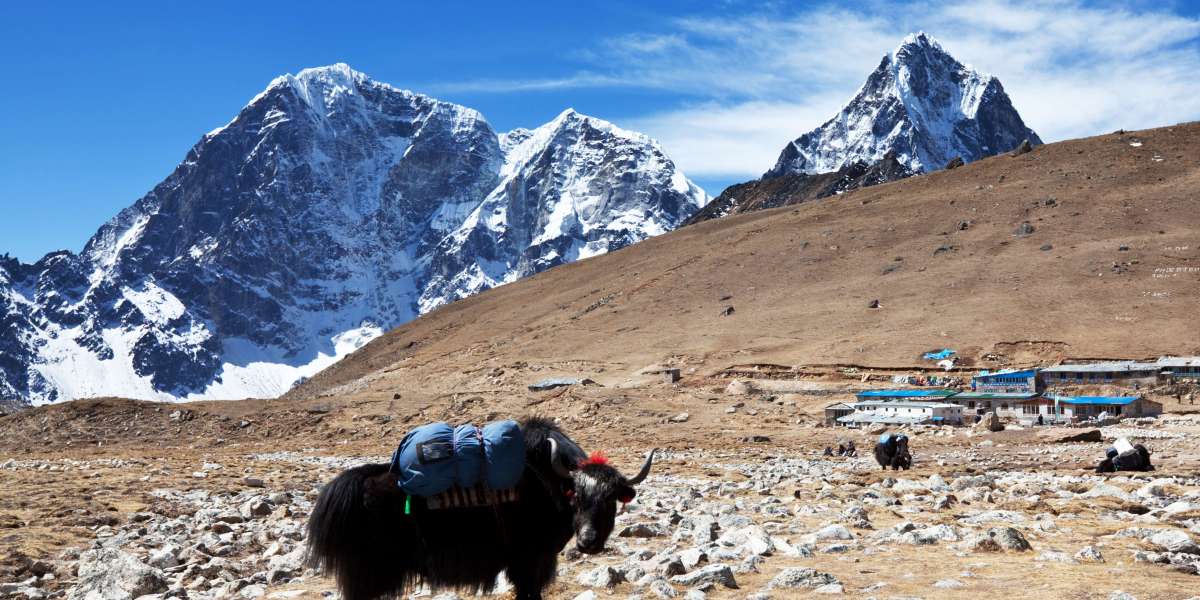 How to Book the Gaumukh Tapovan Trek: Permits, Packages & Guides