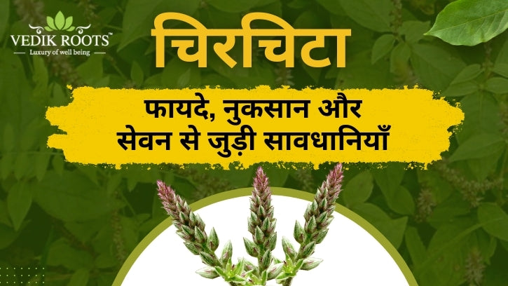 चिरचिटा: फायदे, नुकसान और सेवन से जुड़ी सावधानियाँ  – Vedikroots