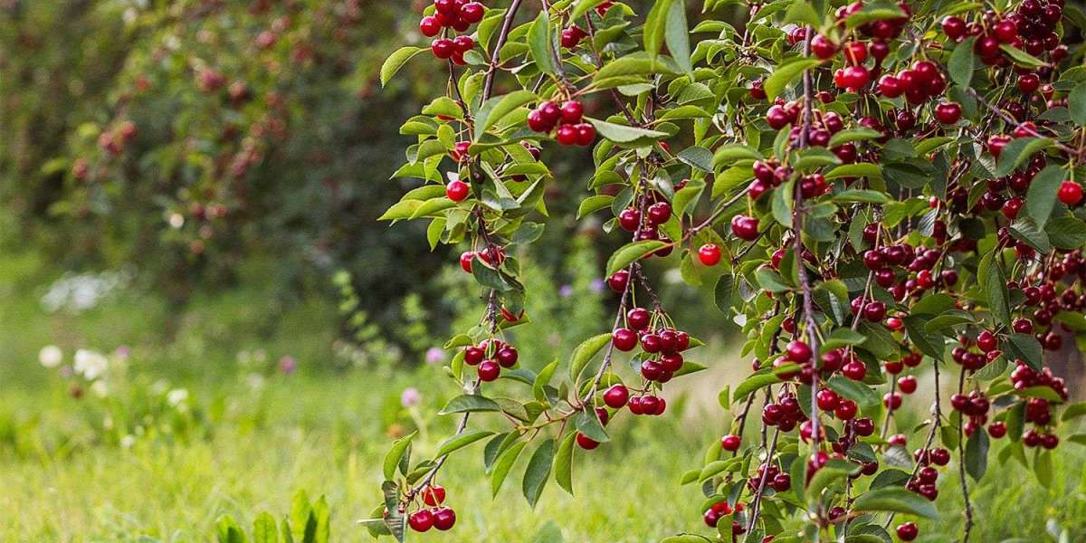 Key Aspects for Cherry Processing Plant Setup Report