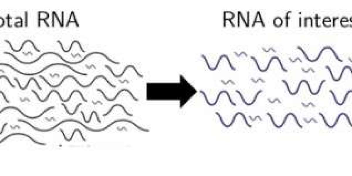 Step-by-Step Guide to Iso-Seq Protocol