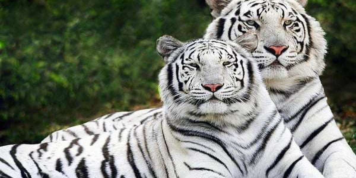 Jabalpur to Bandhavgarh Taxi