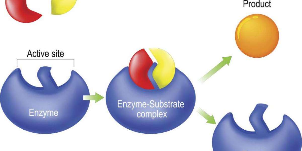 Enzymes Market Presents Growth Avenues for Biotech and Industrial Sectors