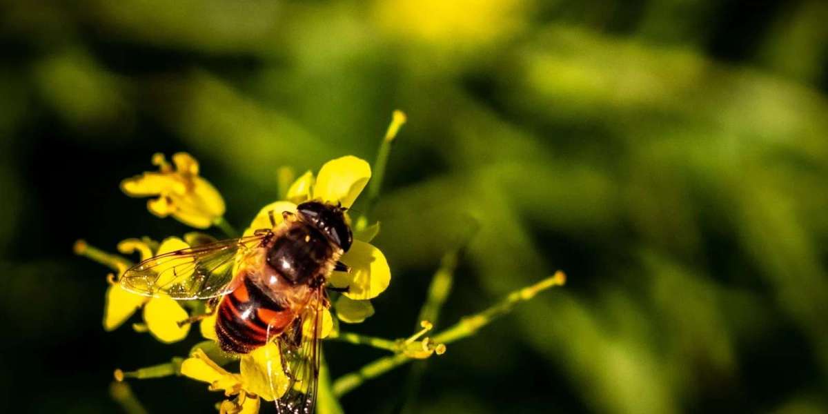 Wasp Control Melbourne – How to Safely Handle a Wasp Infestation