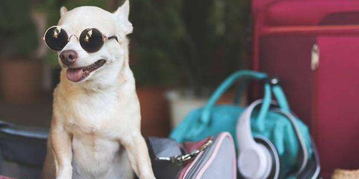 : Finding the Perfect Dog Carrier in the United Kingdom – A Guide for Pet Owners