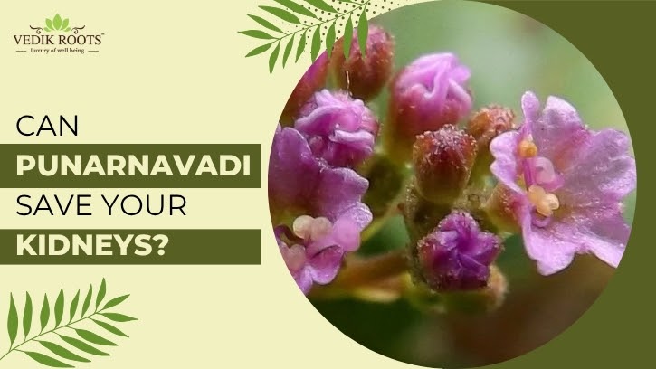 Can Punarnavadi Save Your Kidneys?