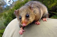 Possum Removal Pakenham, Possum Pest Control Richmond