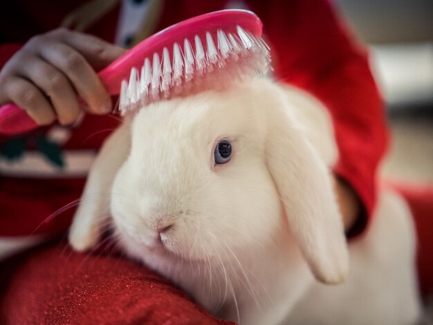 Mobile Rabbit Grooming in Dubai & Abu Dhabi | The Groomer