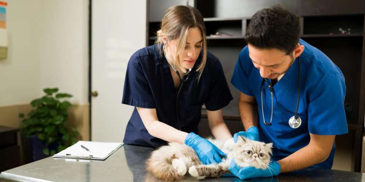 Pet Grooming in Qatar: A Guide to the Best Care for Your Furry Friends