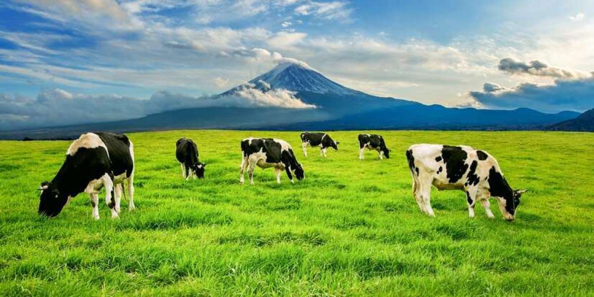 Get Farm-Fresh Cow Milk in Gurgaon Delivered Daily by Dairyjoy