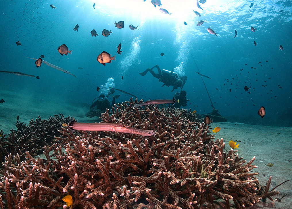 Karma Diving || Club de plongée et bien-être à Nusa Penida