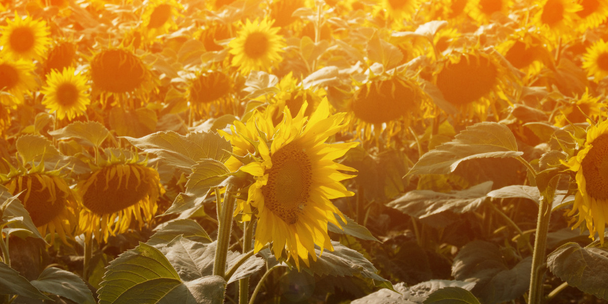 Investing in Gold: The Growing Trend of Transferring IRAs To Valuable Metals
