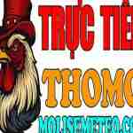 ĐÁ GÀ TRỰC TIẾP THOMO HÔM NAY