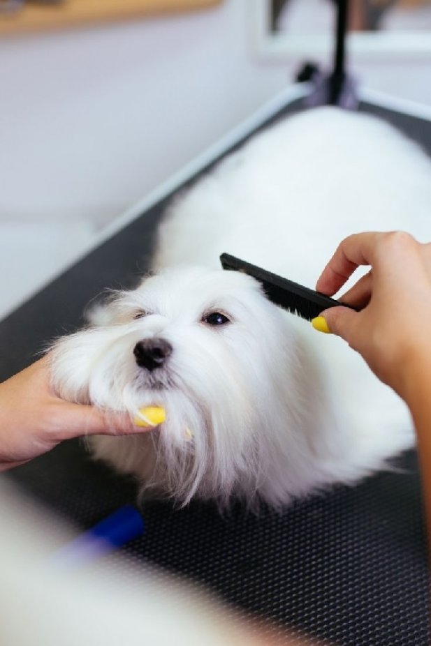 What services are typically included in dog grooming in Oviedo? Article - ArticleTed -  News and Articles