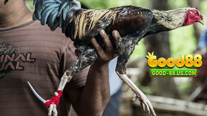 Cách chơi đá gà cựa dao hiệu quả – Bí kíp biến từng cú mổ thành huyền thoại võ đài