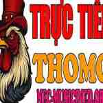 ĐÁ GÀ TRỰC TIẾP THOMO HÔM NAY