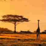 Travelo Africa