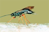 Lissopimpla Excelsa | Orchid Dupe Wasp - Enviro Safe Pest Control