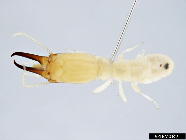 Heterotermes Ferox 2223 - Enviro Safe Pest Control Melbourne