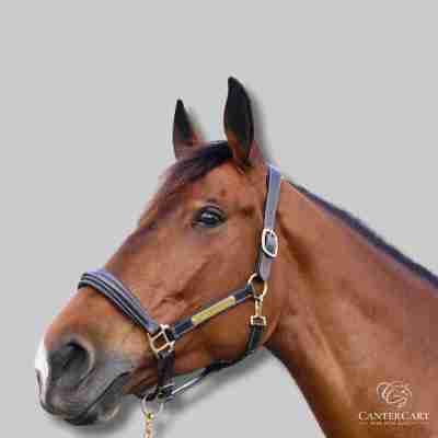 Classic Padded Premium Leather Halter - Warmblood Profile Picture