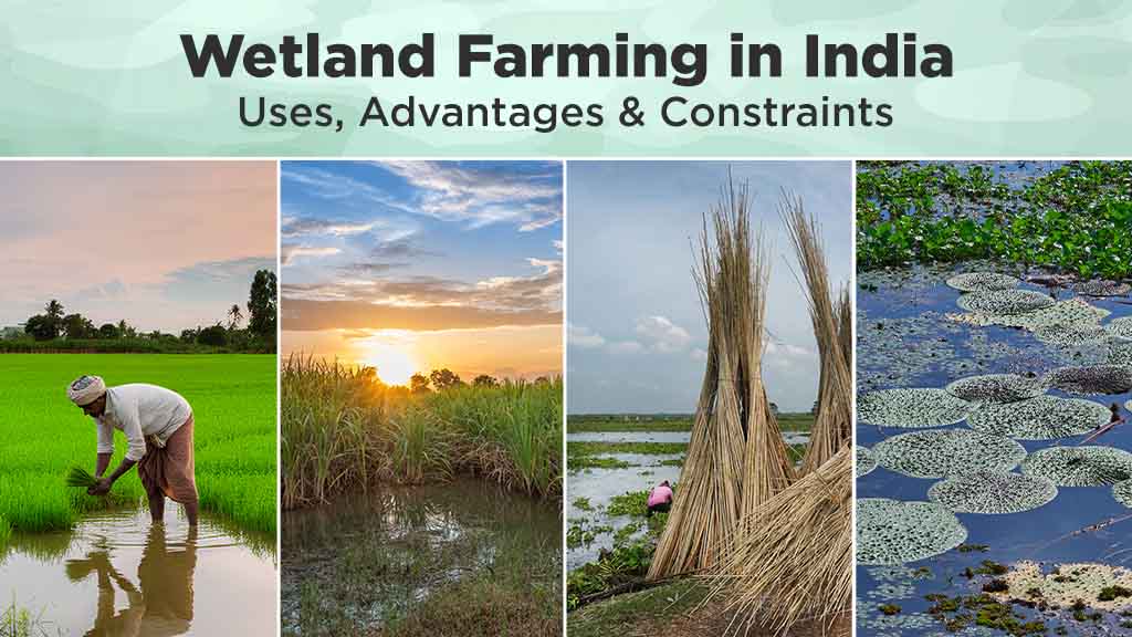 Wetland Farming in India – Uses and Advantages