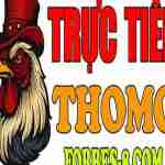 ĐÁ GÀ TRỰC TIẾP THOMO HÔM NAY
