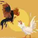 Thomohomnay TRỰC TIẾP ĐÁ GÀ