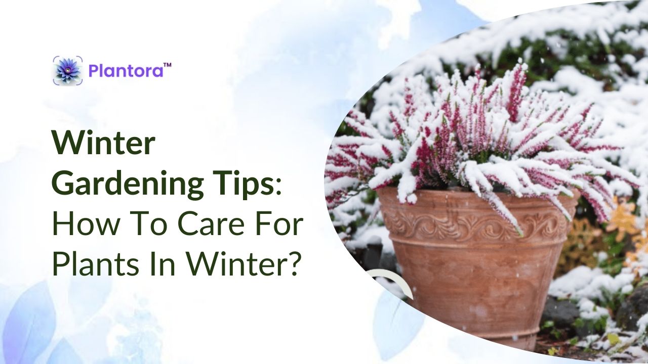 Winter Gardening Tips: How To Care For Plants In Winter? - Plantora