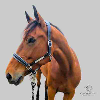 Classic Padded Premium Leather Halter - Warmblood Profile Picture