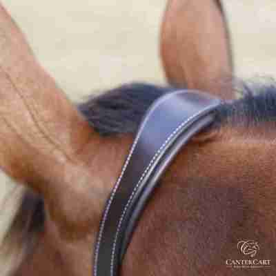 Classic Padded Premium Leather Halter - Warmblood Profile Picture