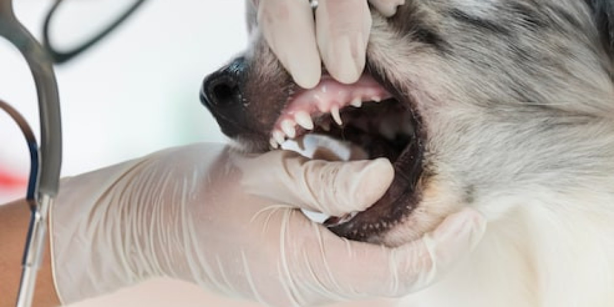 What to Look for in a Trusted Local Vet