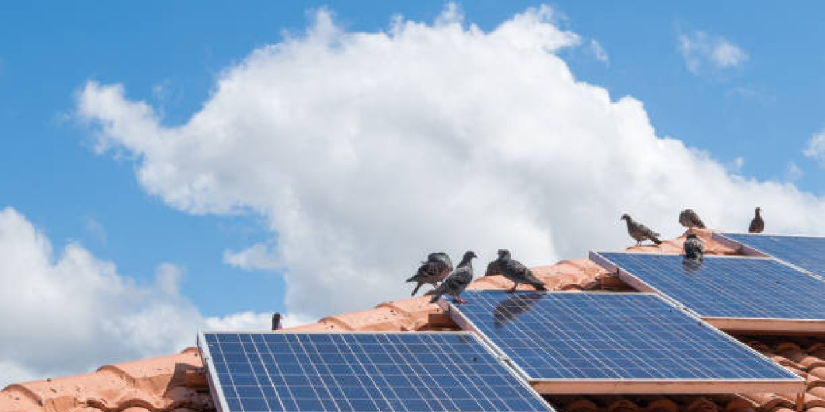 Common Solar Panel Problems That Start With Pigeons on Your Roof