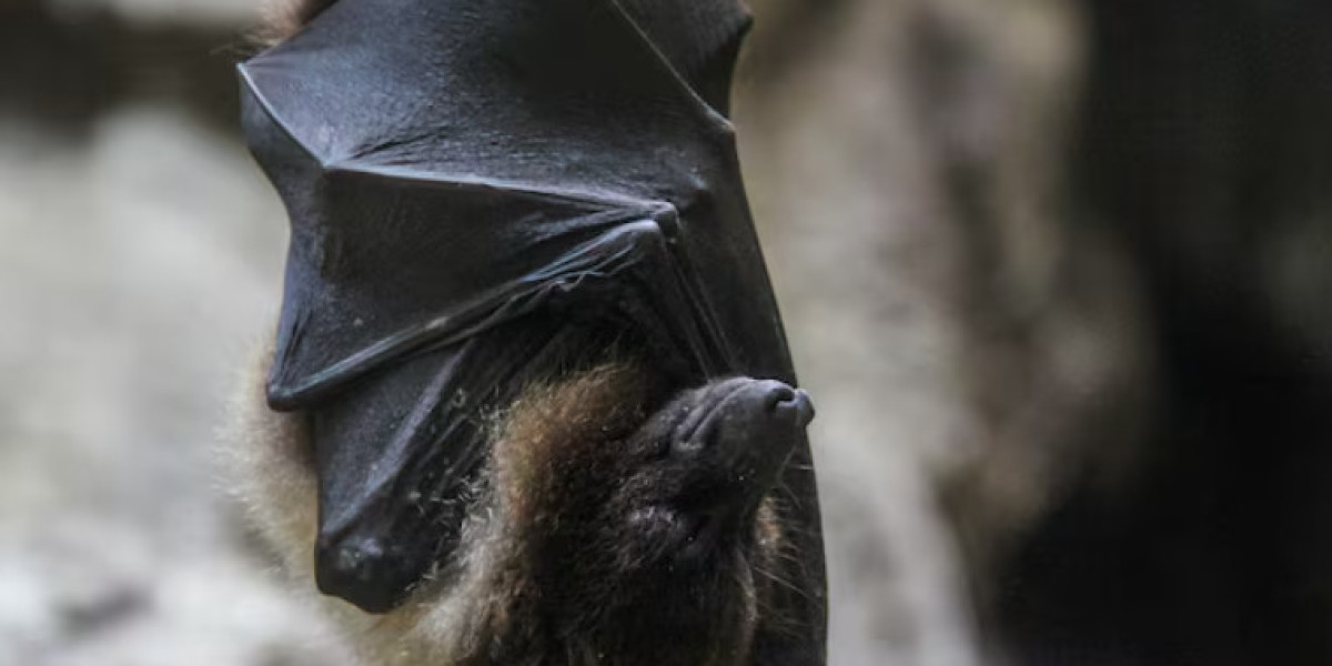 What Makes Bat Removal and Raccoon Removal Near Me Essential?