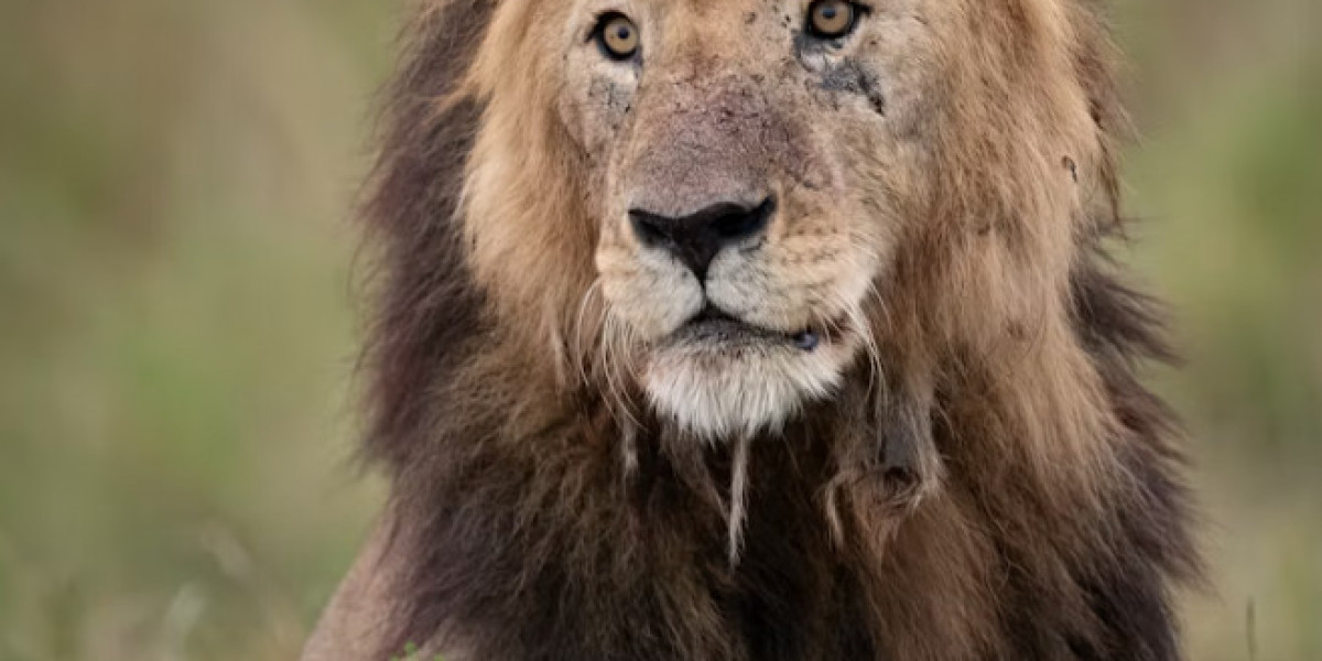 Into the Wild Kingdom – Experiencing a Tanzania Safari Like Never Before