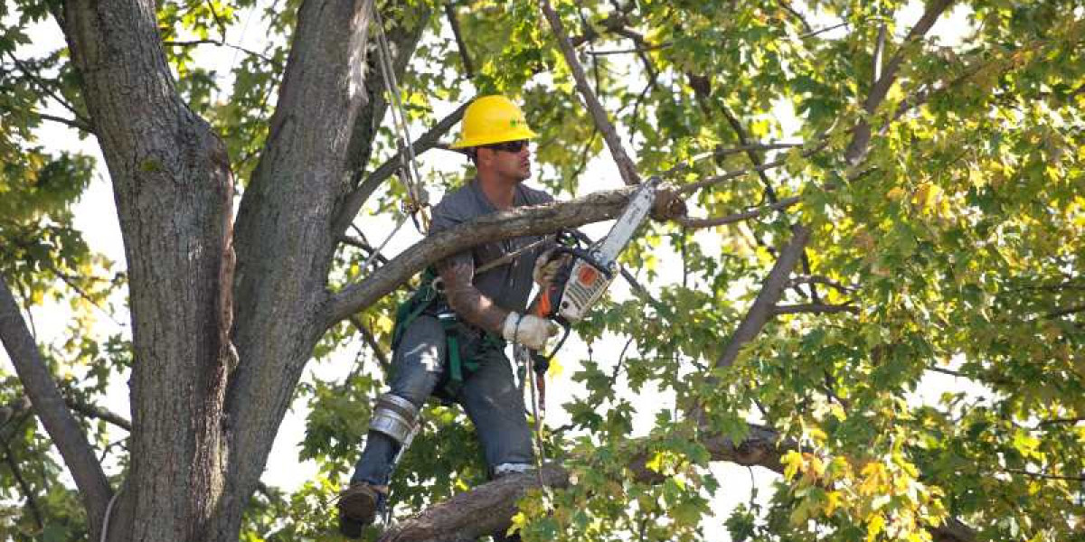 Tree Trimming Services: Why Regular Tree Maintenance Is Essential for Your Property
